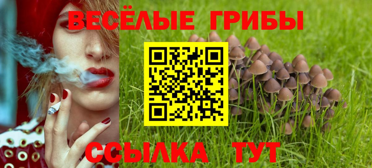 Краснознаменск  Галлюциногенные грибы Psilocybe  даркнет сайт  Вход с VPN 